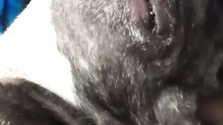 Французский бульдог Альма