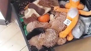 Французский бульдог Альма 3