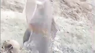 Big fish mangla dam