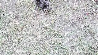 Французский бульдог Альма 4