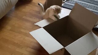 Кошка Ичи