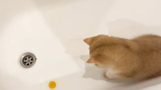 Котёнок Ичи