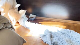 Котёнок Ичи 2