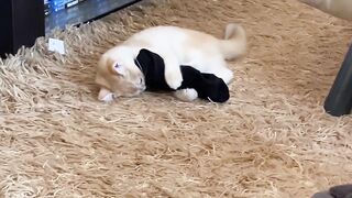 Котёнок Ичи 3