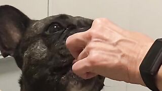 Французский бульдог Альма 5