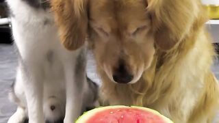 Funny pet dogs viral video