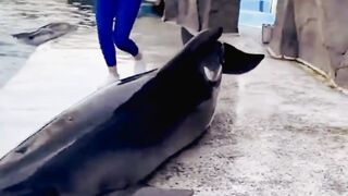 Interaction with animal