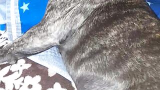 French bulldog Alma 2