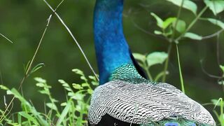 #reelsvideo #reelsviral #viralvideos #wildlife #natgeoindia #natgeo #viralreels