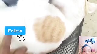 Hilarious cat