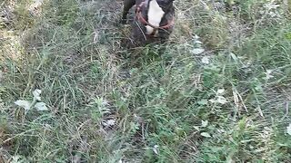 French bulldog Alma 3