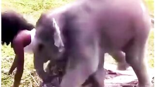 Elephant vibez