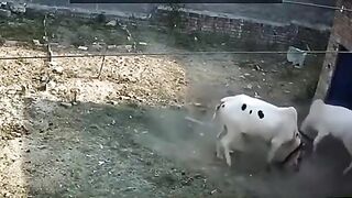 an  wild animal just rush on old men