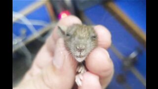 Hamster Kombat Free Earning without Investment