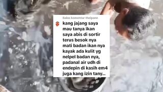 Ikan lele MATI setelah disortir, Apa penyebabnya❓
