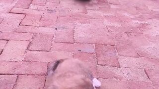 Dog Rescuing puppy  #respect #foryoupage #rescue #rescuedog #fyp #shorts