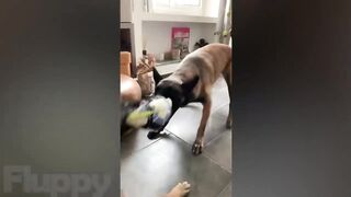Ultimate Funny ANIMALS Compilation!