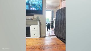 Laugh Uncontrollably!???? New Funny Animals Video 2024