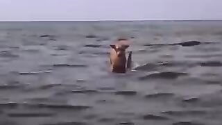 Chien sauvé par dauphin