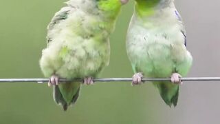 Esta entrañable pareja de Periquitos del Pacífico visitan mi jardín muy a menudo.wildlife