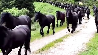 лошади_из_инкубатора__#horse_#马_#жылқы_#лошади_#animals(480p
