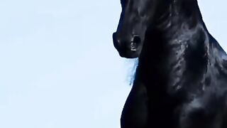 Black horse 3
