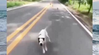 Funny videos 580