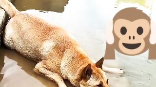 #Everything is spiritual #Cute Animal Recording It's very , and the puppy is playing in the river to enjoy the coolness_haha