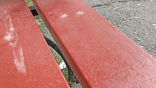 Pigeon 10