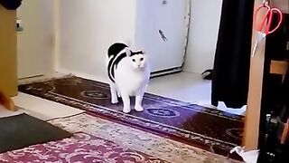 Kucing lucu & gendut
