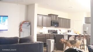 Laugh all day with these Funny ANIMAL videos!???? New Funny Animals Video 2024