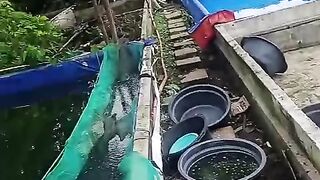 Kolam terpal pendederan ikan lele ukuran 3x7 meter