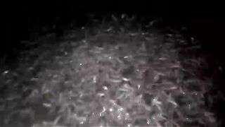 Catfish seeds measure 5-7cm