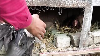 Cute hen chiks and eggs