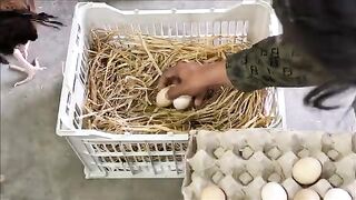 Cute hen baby chiks colurful chickens