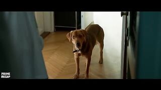 THE KING OF DOGS gathered an ARMY of STREET DOGS to take REVENGE on humans - RECAP