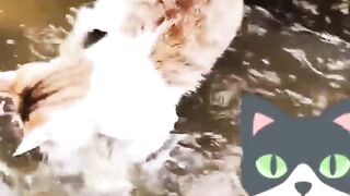 #The cat feels invisible while hunting in the ditch!