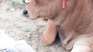 Rules for qurban