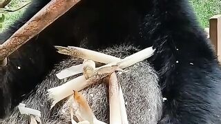 Panda eating bamboo