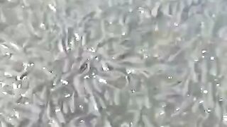 Selain ikan lele, ikan apalagi yang kalian pelihara❓Skala usaha atau iseng❓