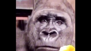 Funny video