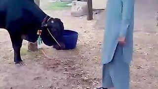 ‏ عمران خان کی جانب سے بنی گالہ میں عید قربانی کے جانور