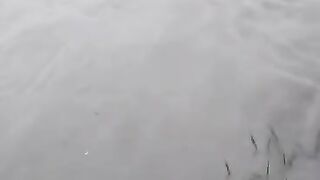 سمبڑیال سیالکوٹ نہر میں گاڑی ڈوب گئی  عہ،