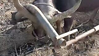 Why_Buffalo_Willing_to_Work_For_Hyumans_#shorts(480p).