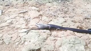 Ular kobra memakan tikus