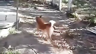 Appreciate the affection the owner gives her cat.