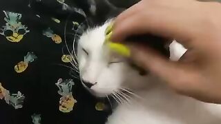 Appreciate the affection the owner gives her cat. 2