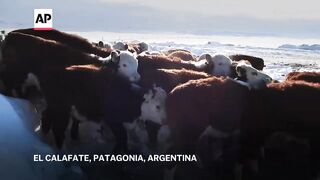 Argentine army helps farmers as snowstorms threaten livestock in Patagonia region.