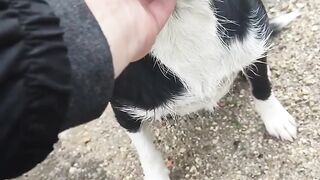 A sad dog being comforted by its owner..