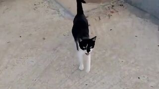 Kitten playing with its owner's hair and the camera.